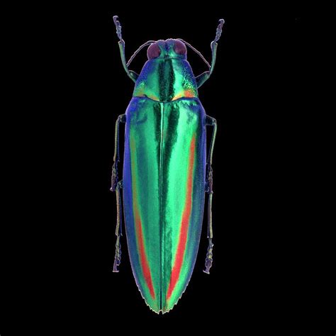 Iridescent Beetle Photograph by Science Photo Library - Pixels