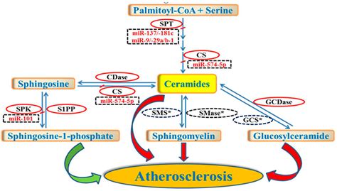 Diseases | Free Full-Text | Regulation of Sphingolipid Metabolism by MicroRNAs: A Potential ...