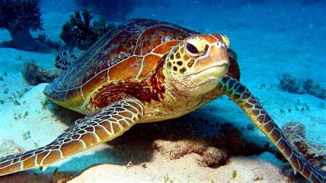 Sea Turtles Endangered Species - Danger Choices