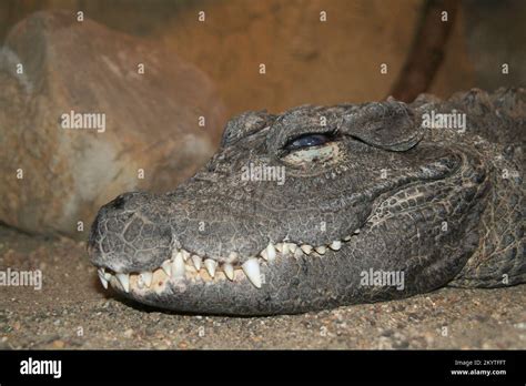 Alligator teeth hi-res stock photography and images - Alamy