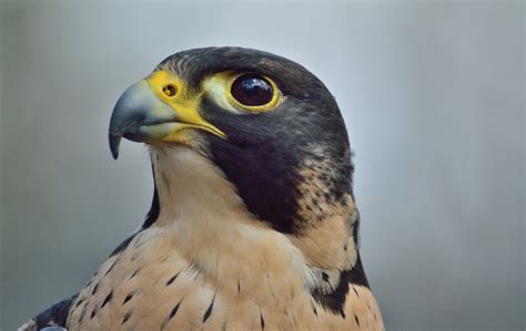 Acadia National Park Wildlife - National Park Photographer