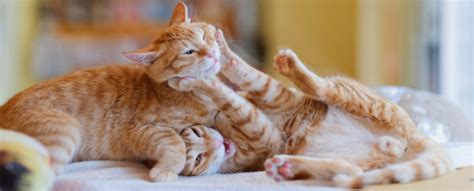 Are Your Cats Playing or Fighting? Researchers Think They Can Tell The ...