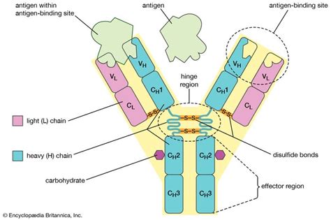 Antigen receptor | biology | Britannica