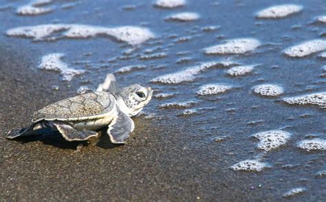 The Ultimate Tortuguero National Park, Costa Rica Travel Guide