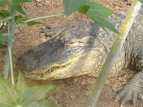 File:American alligator head.JPG - Wikipedia, the free encyclopedia