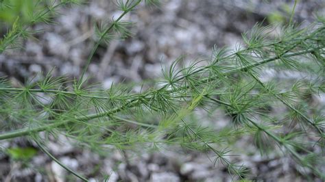 Grow Your Own Asparagus Plants - Stark Bro's