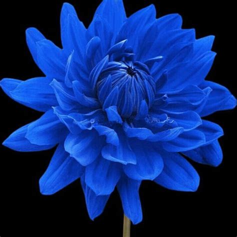 Rare Blue Dahlia Flower Seeds, 50 Seeds, beautiful outdoor garden plants seeds - Seeds