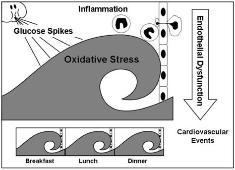 Postprandial hyperglycemia as an etiological factor in vascular failure | Cardiovascular Diabetology