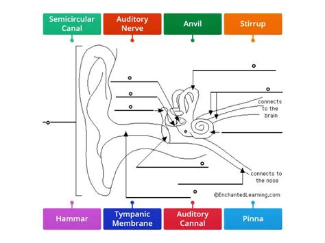 Anatomy of the Ear - Labelled diagram