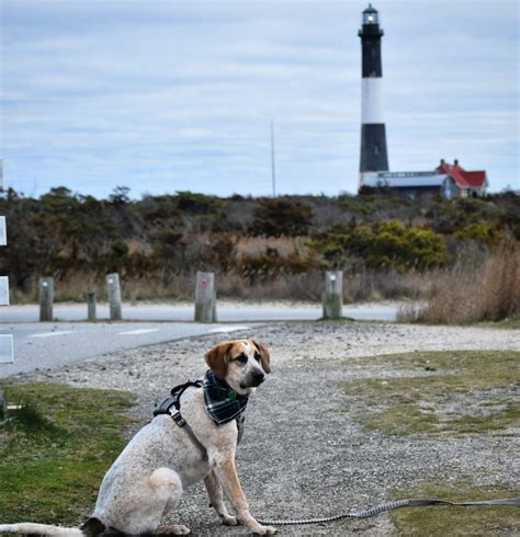 Fire Island National Seashore - The Tail Guide