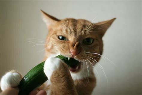 3 Answers to whats the deal with cats and cucumbers? | Cattify