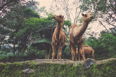 TheTravelingTeacher: Taman Safari | Bogor | Indonesia