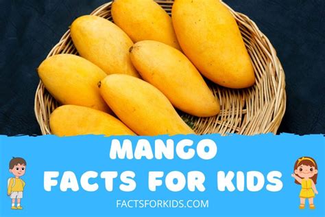 26 Mango Facts For Kids That’ll Make You Say WOW! – Facts For Kids