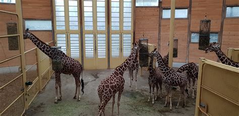 Giraffe indoor-enclosure - ZooChat