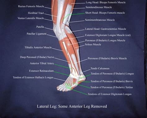 Muscles Of The Leg Google Search Leg Muscles Diagram Leg Anatomy | The ...