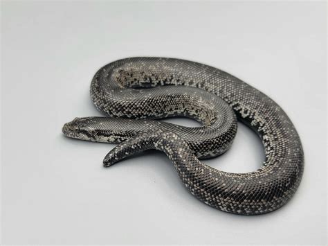 Gray-side Black Russian Sand Boa by Rufus Darden Reptiles - MorphMarket