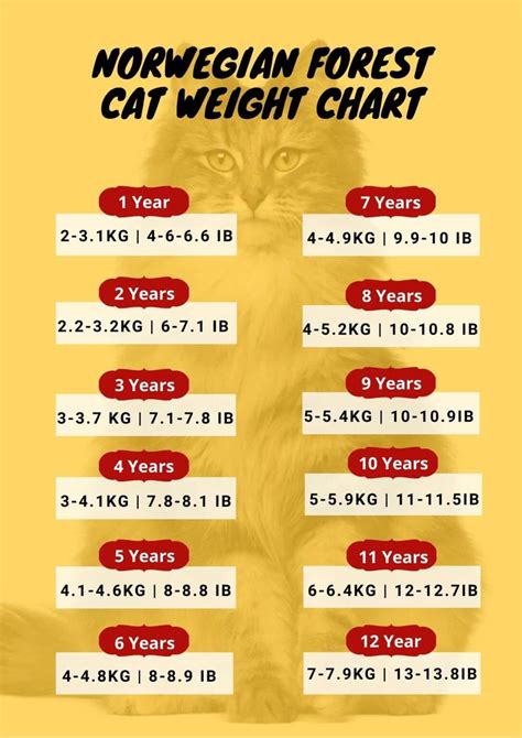 Cat Weight Chart By Age & Height In Kg, Ibs ⚖