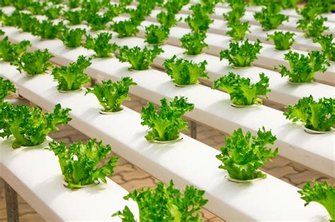 Hydroponics 101 – Philippines Aqua-Hydroponic Prime Ventures Corporation