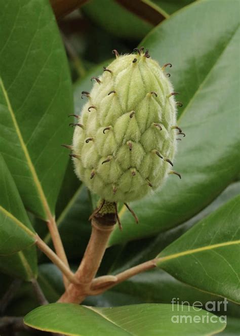 Magnolia Photograph - Magnolia Fruit Closeup by Carol Groenen ...