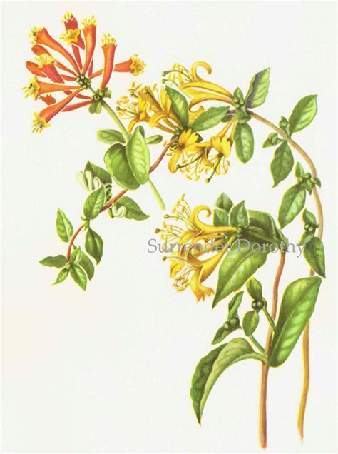 Coral & Japanese Honeysuckle Flowers Botanical Art 1950s - Etsy