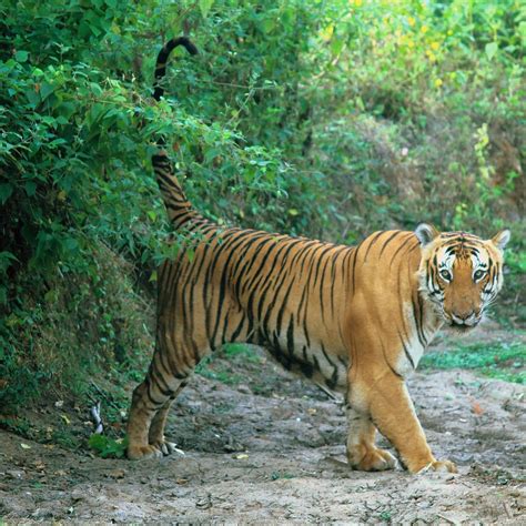 BANDIPUR NATIONAL PARK AND TIGER RESERVE (2024) All You Need to Know ...