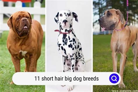 11 Short Hair BIG Dog Breeds (With Photos) - Oodle Life