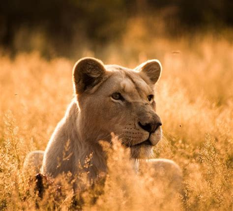 #EarthCapture by @beetlecampbell. A lion basking in the sunset, in South Africa. Lions are the ...