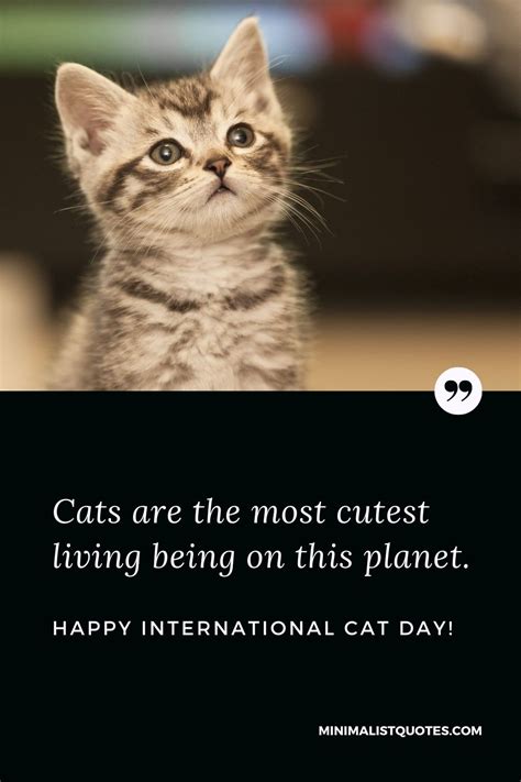 Cats are the most cutest living being on this planet. Happy ...