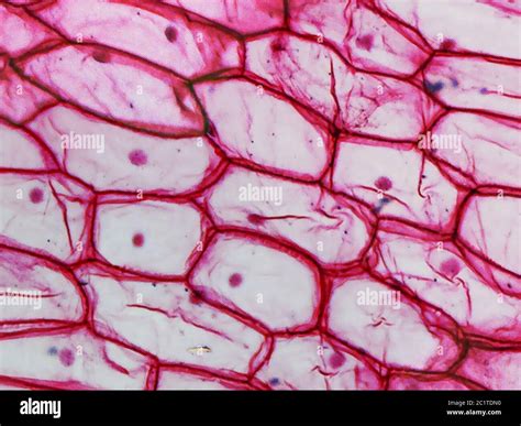 Onion Epidermal Cells Under Microscope