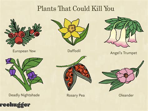 Poisonous Plants: [The 30 Most Dangerous in the World] - Complete Gardering