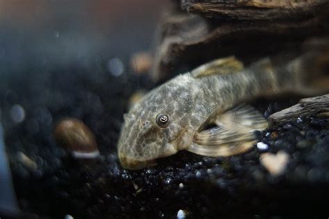 Clown Pleco Care, Information & Pictures - Build Your Aquarium