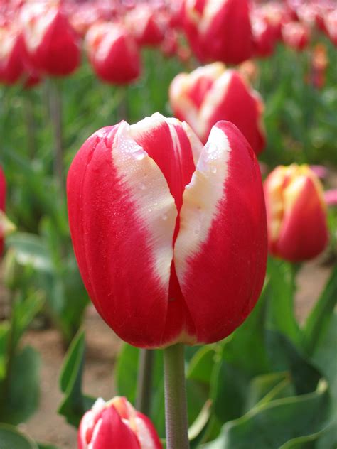File:Tulip - floriade canberra02.jpg - Wikipedia