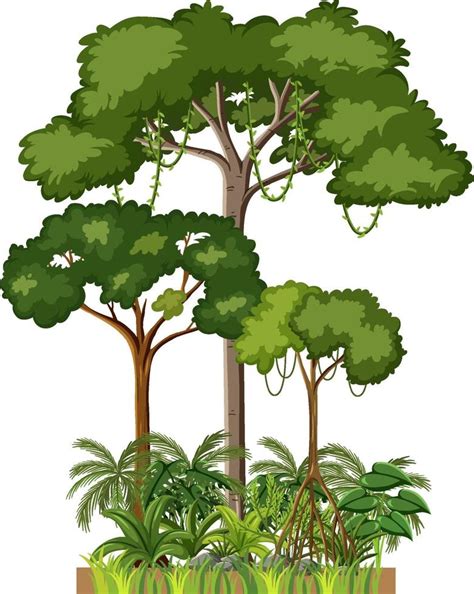 Rainforest Tree Vector Art, Icons, and Graphics for Free Download