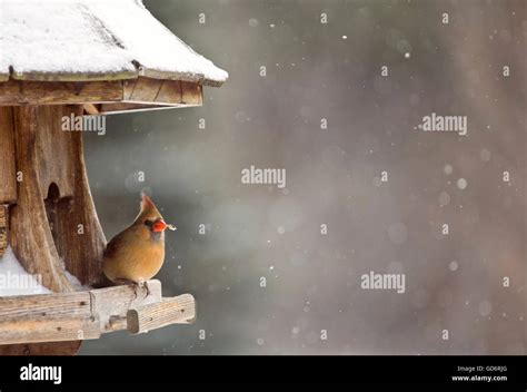 Cardinal at Bird Feeder Snow Storm Canada Female Stock Photo - Alamy