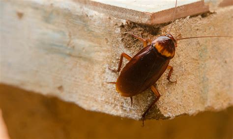 Signs of a Cockroach Infestation (With Pictures) - Dodson Pest Control