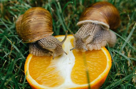 "Helix Pomatia" AKA Escargot or Roman snails - A Couple of Pet Snails ...