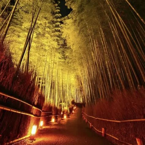 Arashiyama Bamboo Grove | Get Yourself Lost In Nature - Red Outer Space