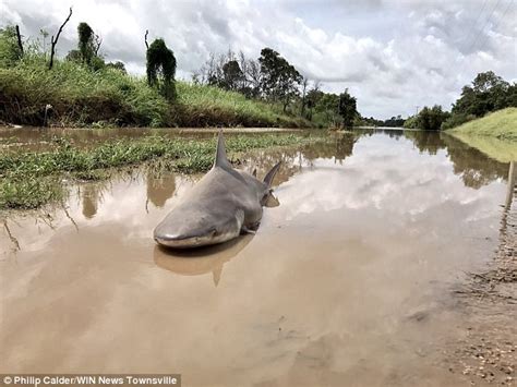 Cyclone Debbie Mackay residents trapped by floodwaters | Daily Mail Online