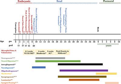 Frontiers | Microglial Dynamics During Human Brain Development