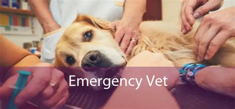 Emergency Vet - 24 Hour Emergency Vet Near Me