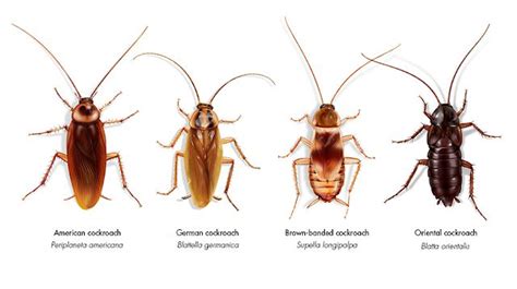 Rosa Marín Ribas Scientific illustrator: Identifying Types of Cockroaches, new scientific i ...