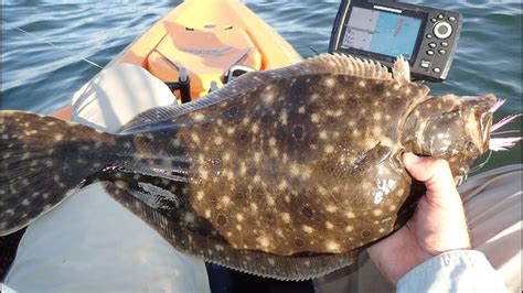 Excellent Shallow Bay Fluke (Summer Flounder) Fishing! - YouTube