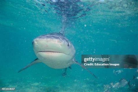 19 Ganges Shark Stock Photos, High-Res Pictures, and Images - Getty Images