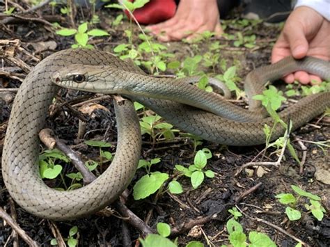 Mastigodryas reticulatus · iNaturalist Canada