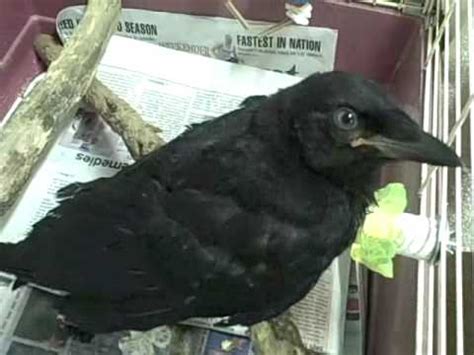 Feeding a Baby Crow - YouTube