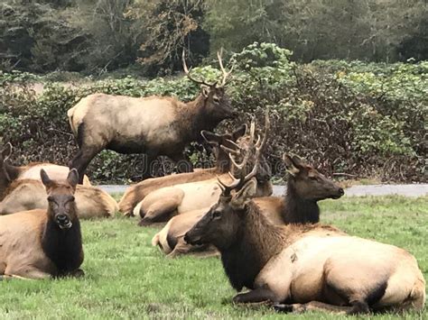 Elk Herd stock photo. Image of horns, mammal, autumn - 85448830