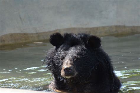 As Vietnam's Bear Bile Farm Industry Crashes, Captive Animals at Risk