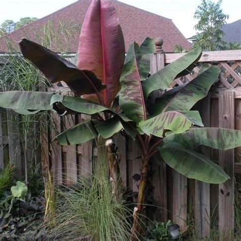 Rojo Red Banana — PlantingTree