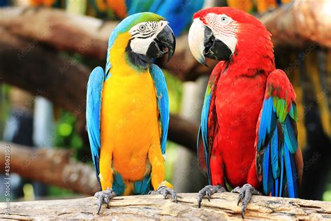 Parrot macaw couple Stock Photo | Adobe Stock