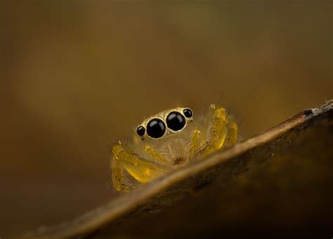 Salticidae - Yellow baby | ハエトリグモ, クモ, 生き物